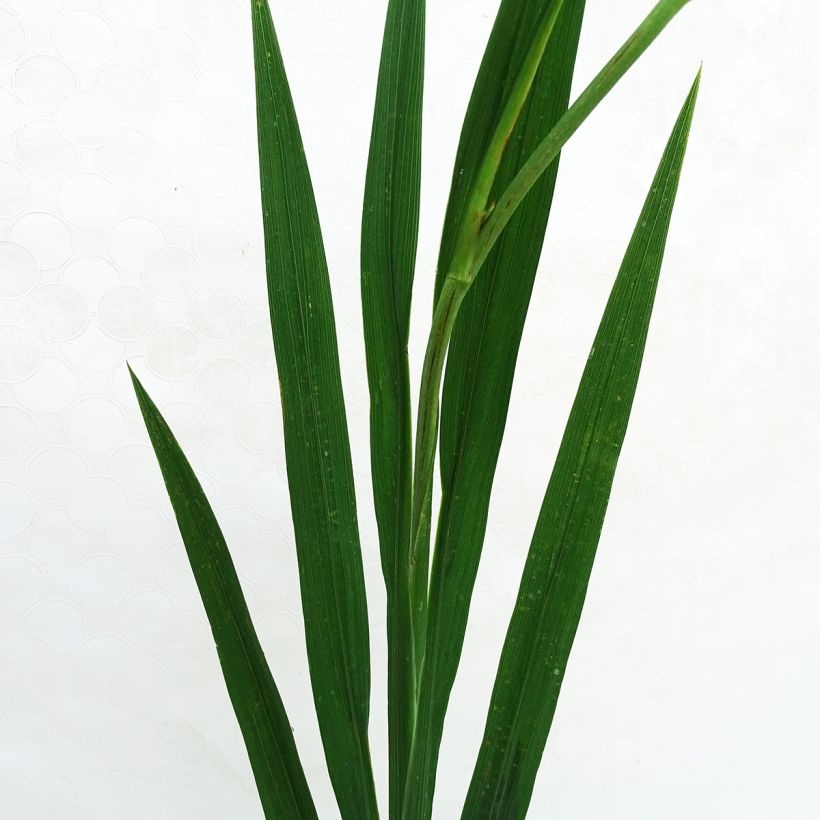 Crocosmia hybride Paul’s Best Yellow - Montbretia (Foliage)