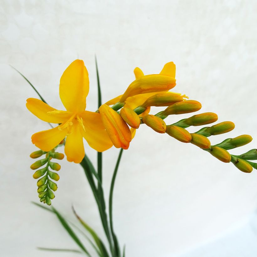 Crocosmia hybride Paul’s Best Yellow - Montbretia (Flowering)