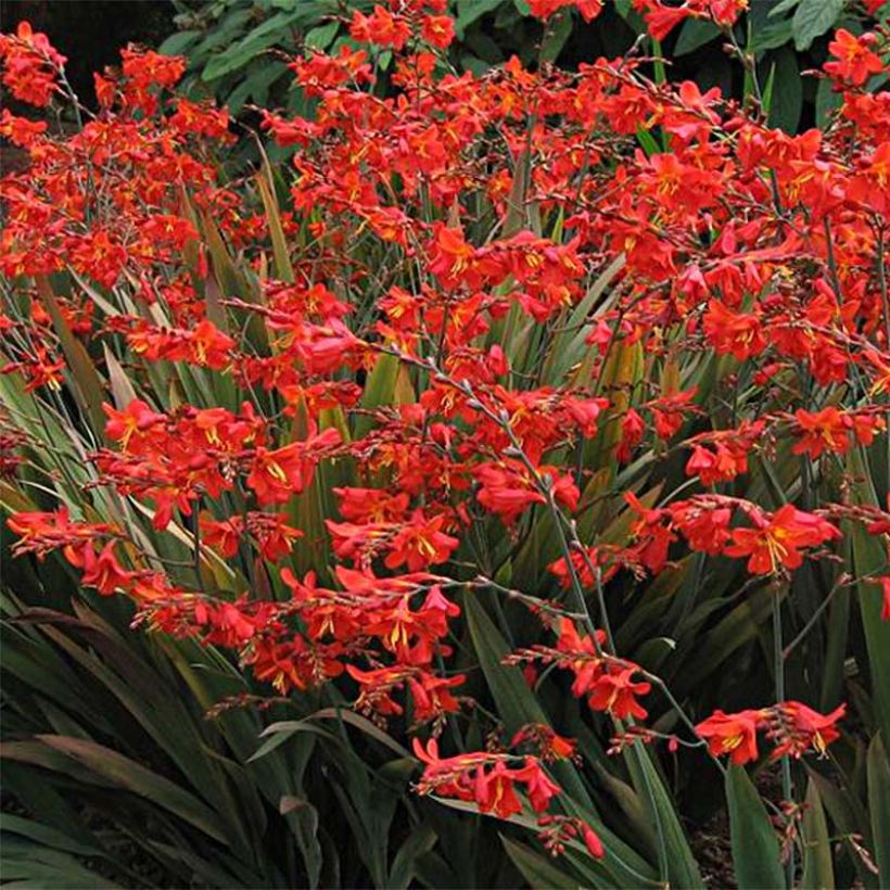 Crocosmia hybride Saracen - Montbretia (Flowering)
