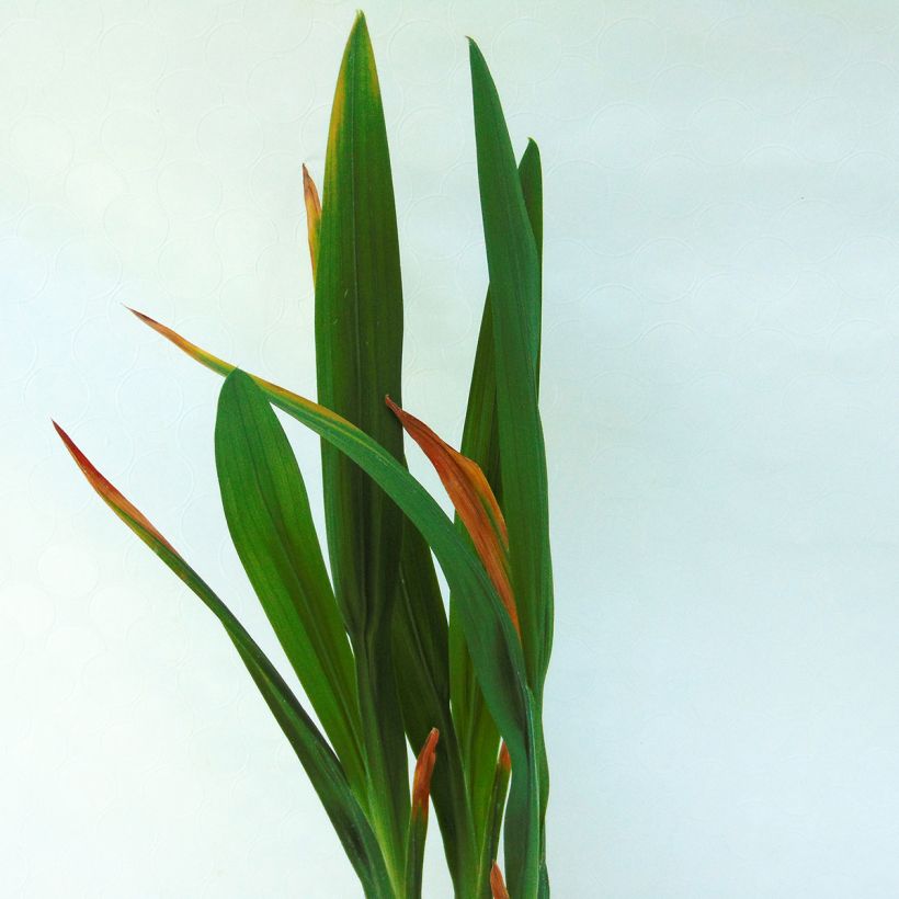 Crocosmia hybride Saracen - Montbretia (Foliage)
