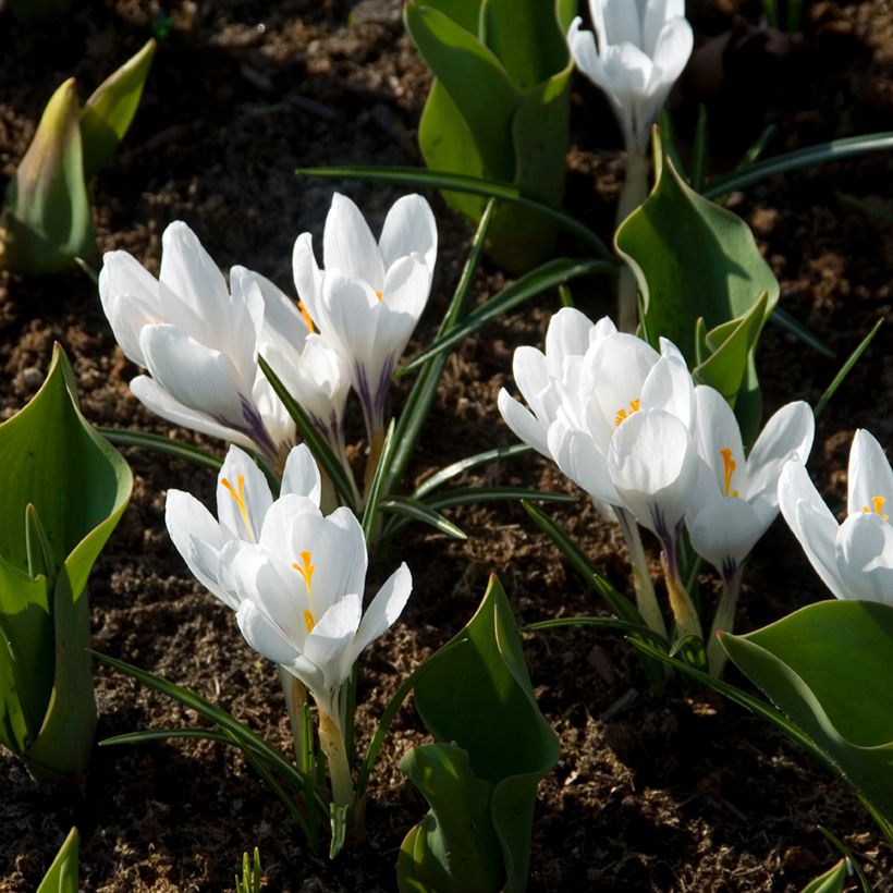 Crocus Mammouth Jeanne d'Arc (Plant habit)
