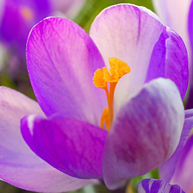 Crocus Vanguard (Flowering)