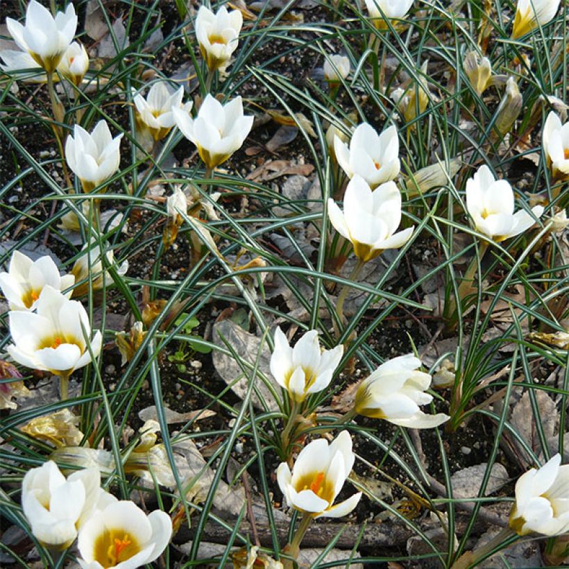 Crocus chrysanthus Snowbunting (Flowering)