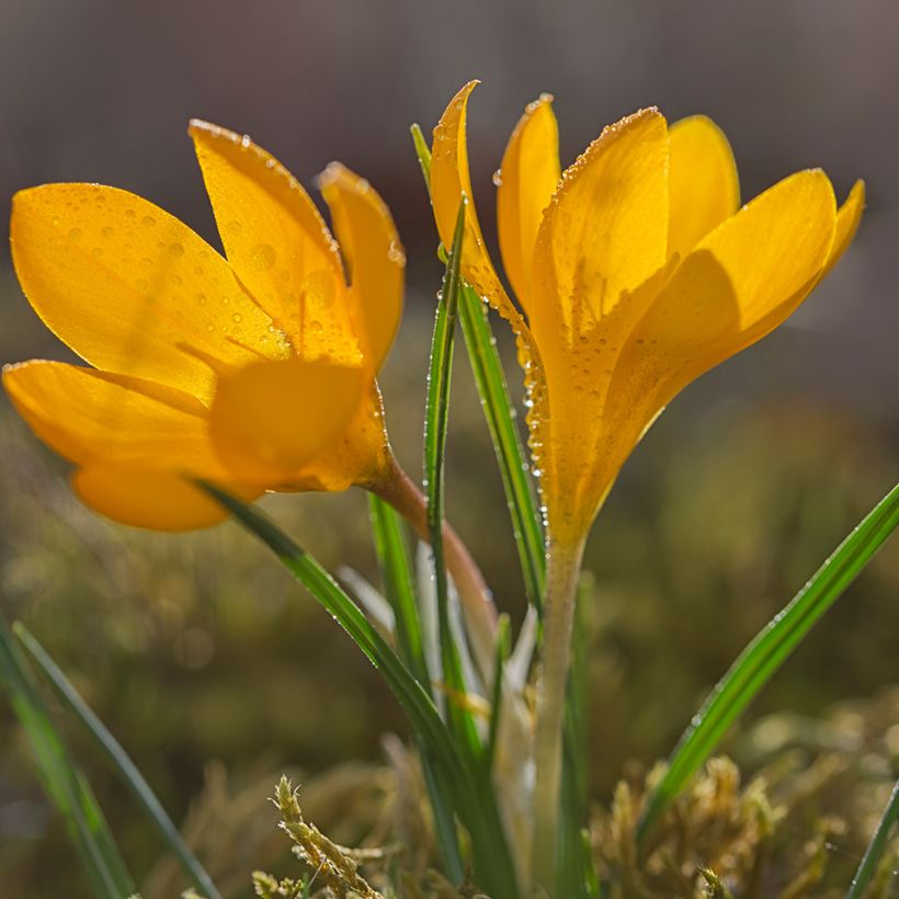 Crocus olivieri ssp olivieri (Plant habit)