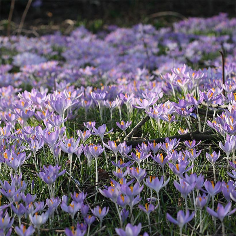 Crocus tommasinianus (Flowering)