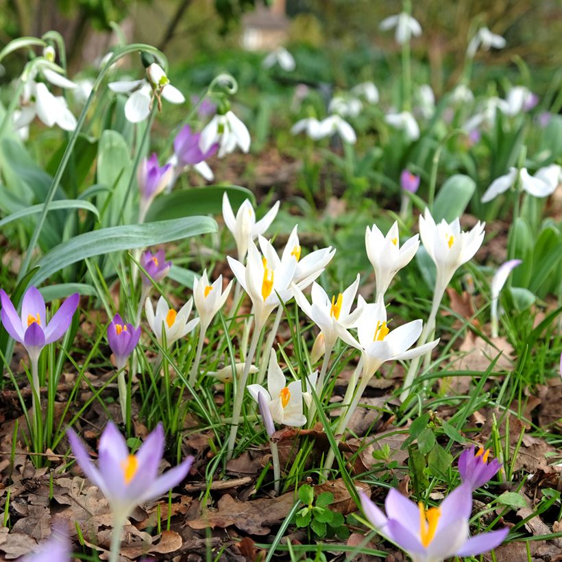 Crocus tommasinianus Albus (Plant habit)