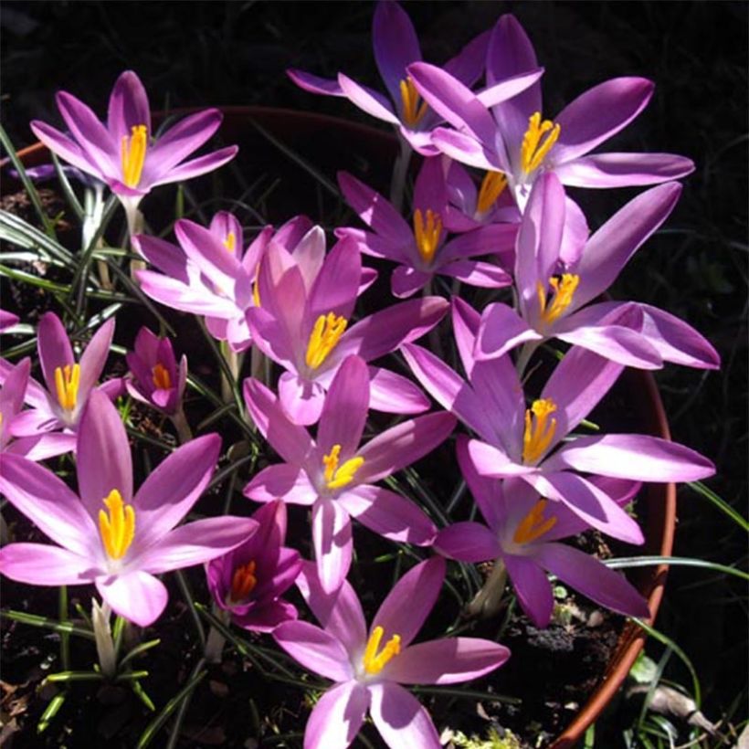 Crocus tommasinianus Roseus (Flowering)