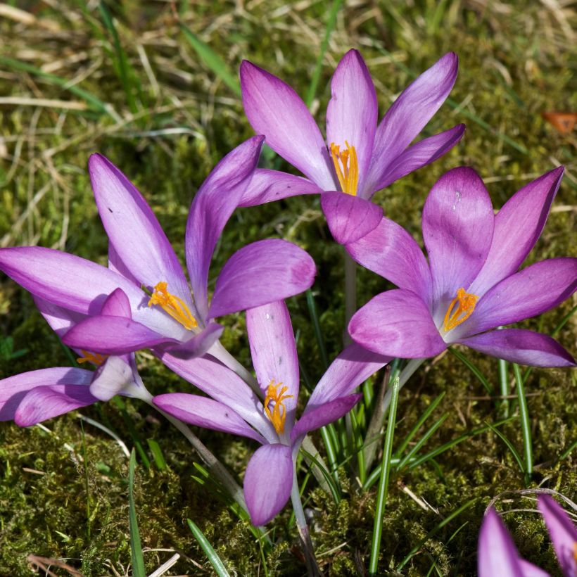 Crocus tommasinianus Roseus (Plant habit)