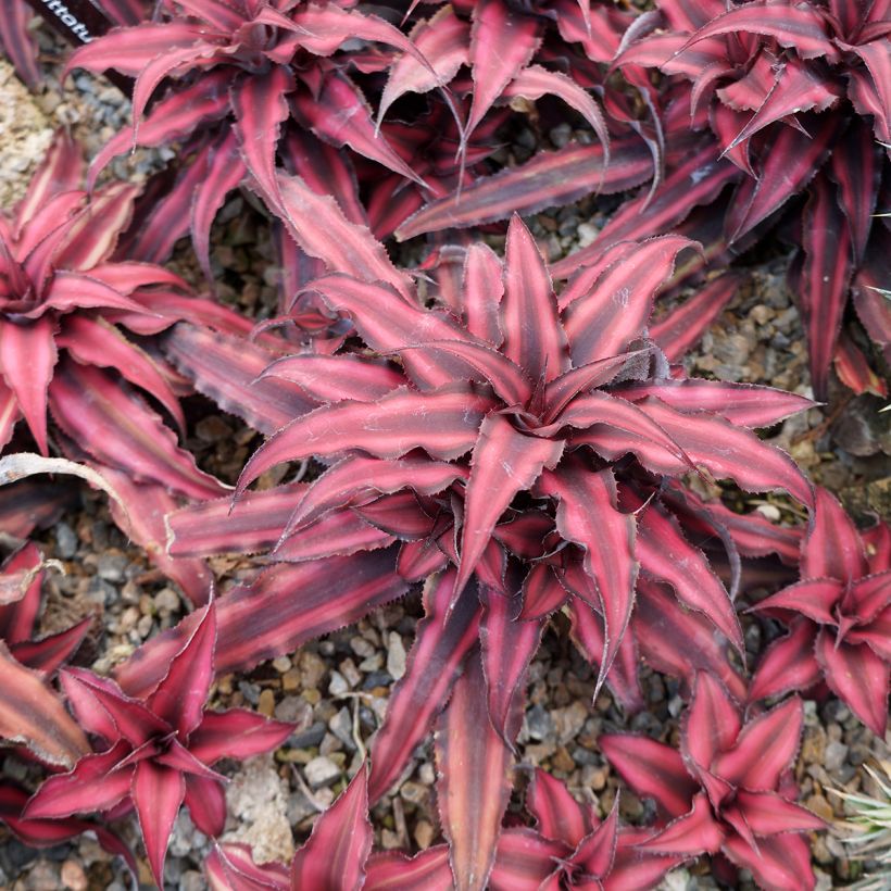 Cryptanthus Super Pink - Etoile de terre (Plant habit)