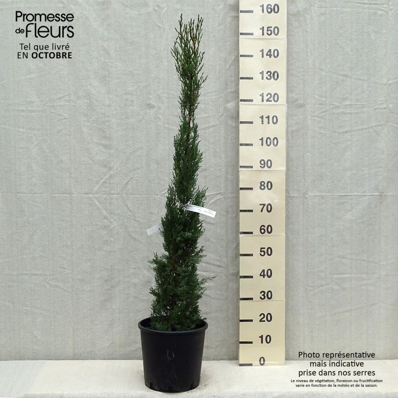 Example of Cupressus sempervirens Stricta - Cyprès d'Italie Pot de 7,5L/10L as you get in automne