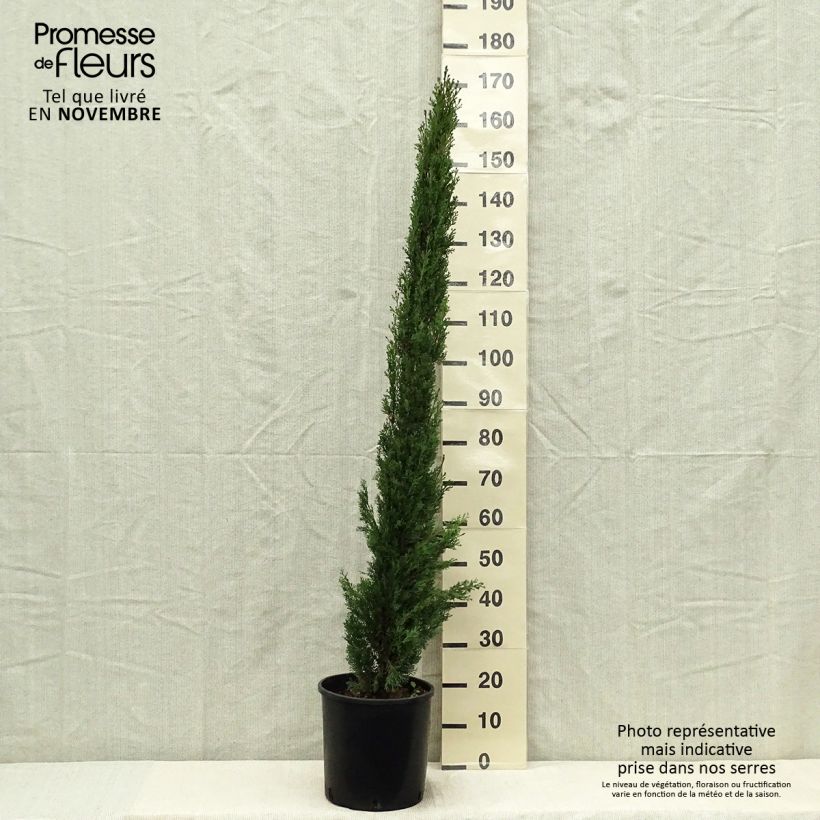Example of Cupressus sempervirens Totem - Cyprès de Florence Pot de 7,5L/10L as you get in automne