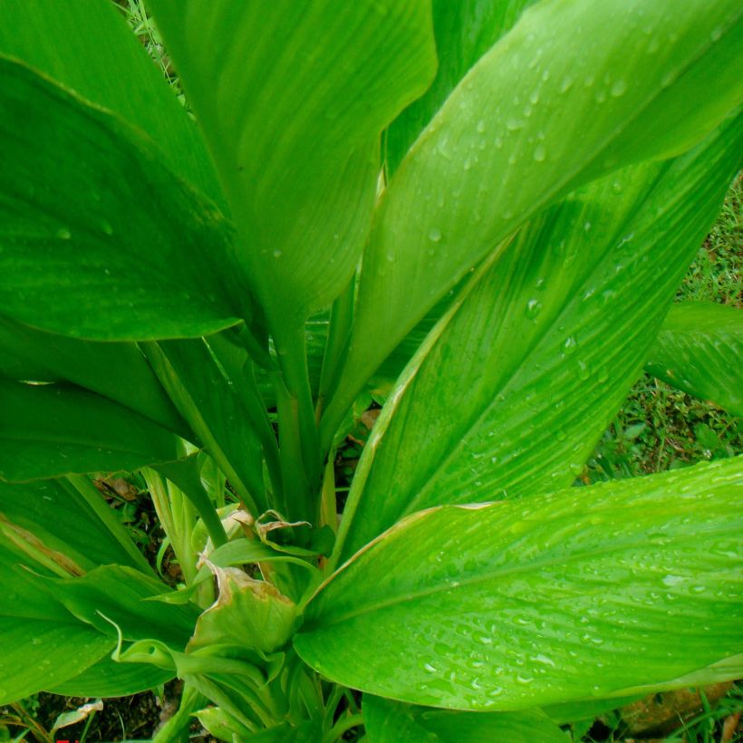 Curcuma longa - Curcuma curry (Foliage)