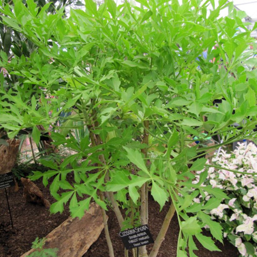 Cussonia spicata - Cussonia en épis (Plant habit)