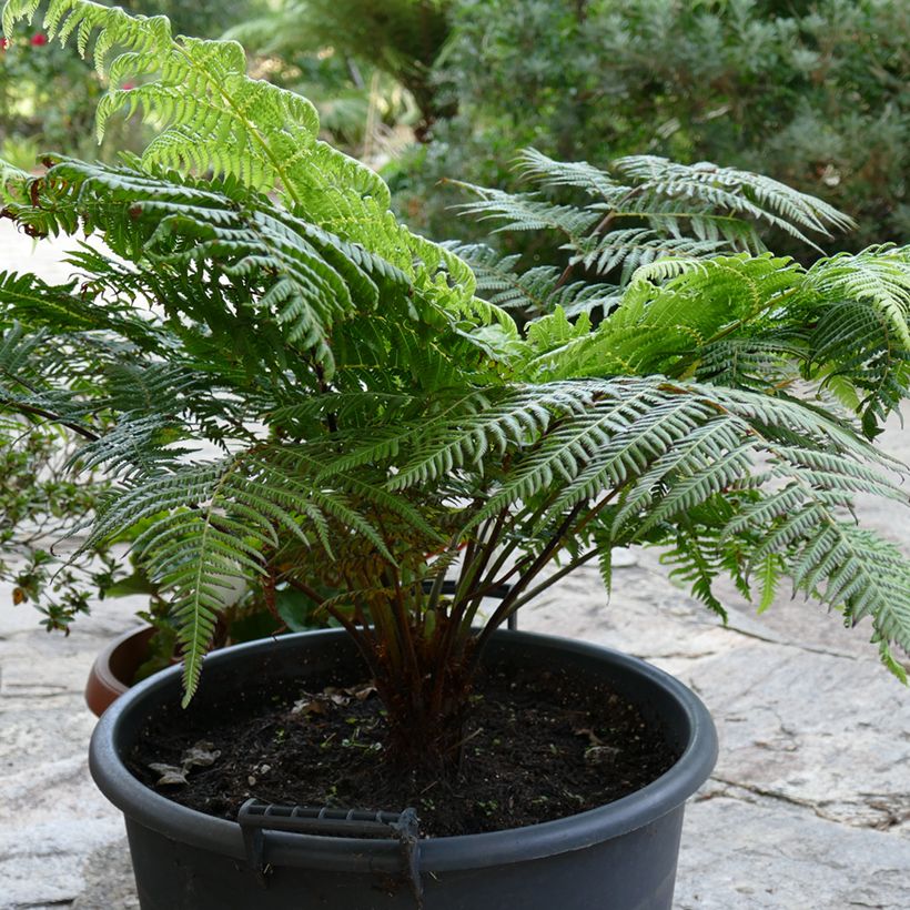 Cyathea australis - Fougère arborescente (Plant habit)