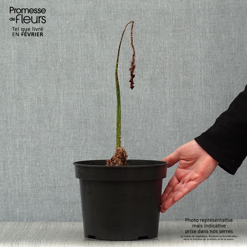 Example of Cyathea australis - Fougère arborescente Pot de 2L/3L as you get in hiver