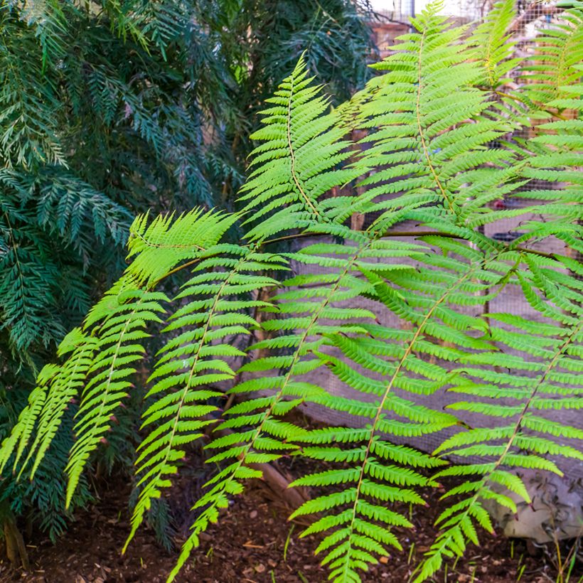 Cyathea australis - Fougère arborescente (Foliage)