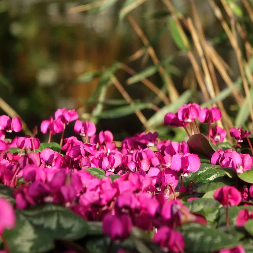 Cyclamen coum Meaden's Crimson feuillage marbré (Plant habit)