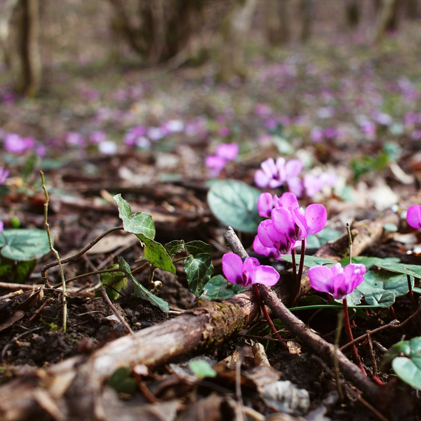 Cyclamen coum Rose en godet (Plant habit)