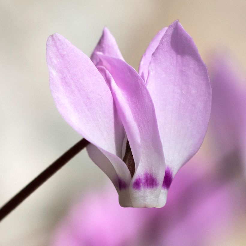 Cyclamen pseudibericum - Cyclamen de Turquie (Flowering)