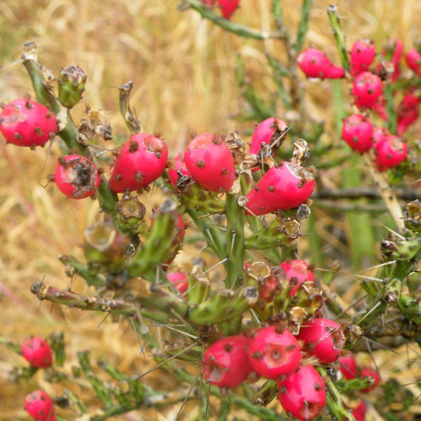 Cylindropuntia kleiniae - Opuntia ou oponce (Harvest)