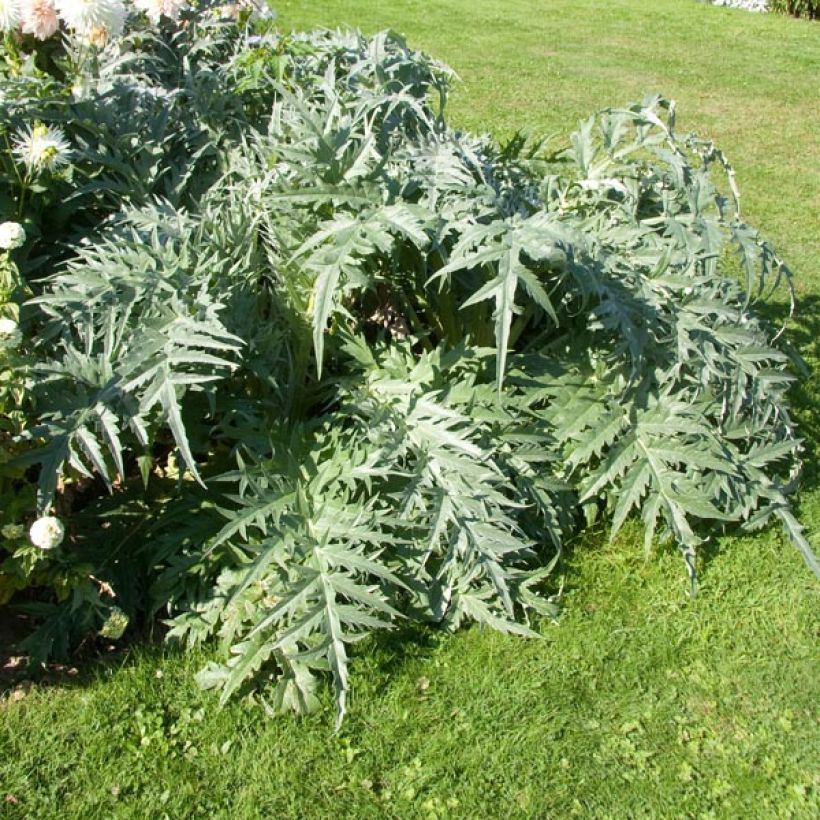 Cynara cardunculus - Cardon (Plant habit)