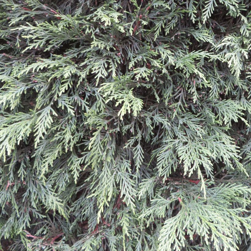 Cyprès de Leyland - Cupressocyparis leylandii (Foliage)