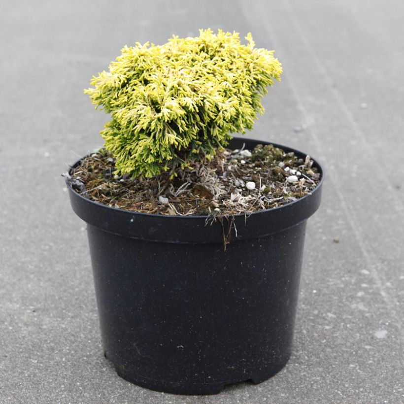 Chamaecyparis obtusa Butterball - Cyprès hinoki du Japon (Plant habit)