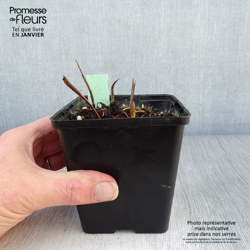 Example of Cypripedium Kristi Lyn - Sabot de Vénus hybride Pot de 1L/1,5L as you get in hiver