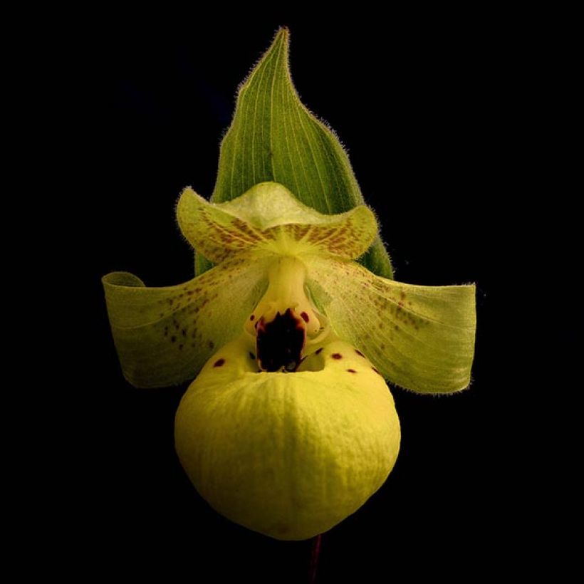 Cypripedium flavum - Sabot de Vénus jaune pâle (Flowering)