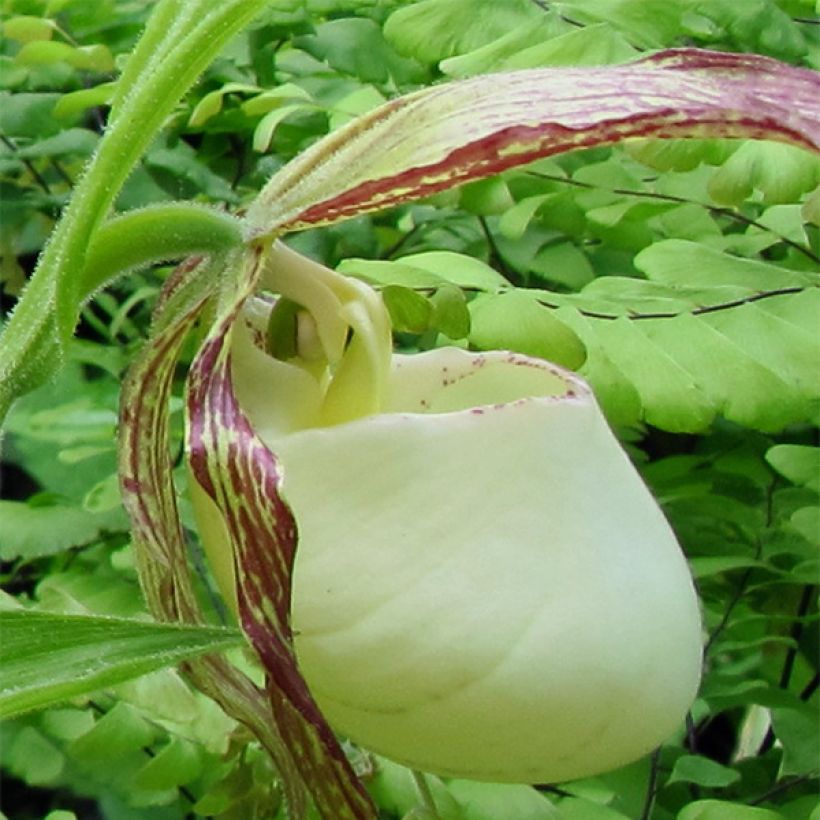 Cypripedium kentuckiense - Sabot de Vénus pourpre et ivoire (Flowering)
