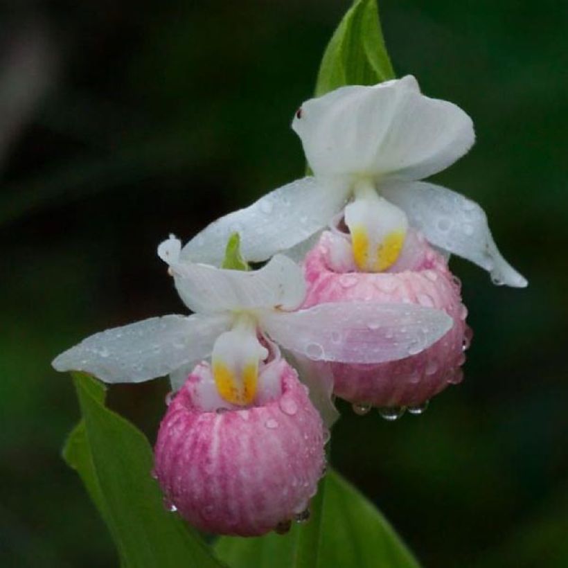 Cypripedium reginae - Sabot de Venus (Flowering)