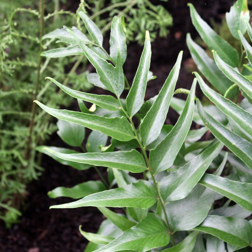 Cyrtomium devexiscapulae - Fougère (Foliage)