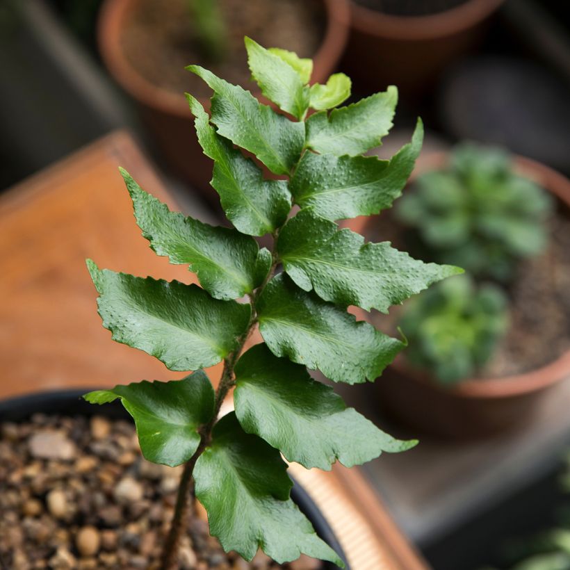 Cyrtomium falcatum - Fougère persistante (Foliage)