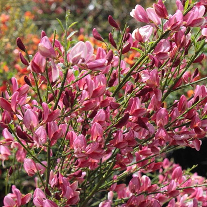 Genêt - Cytisus Hollandia (Flowering)