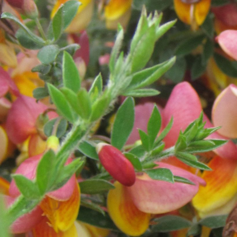 Genêt à balais - Cytisus scoparius La Coquette (Foliage)