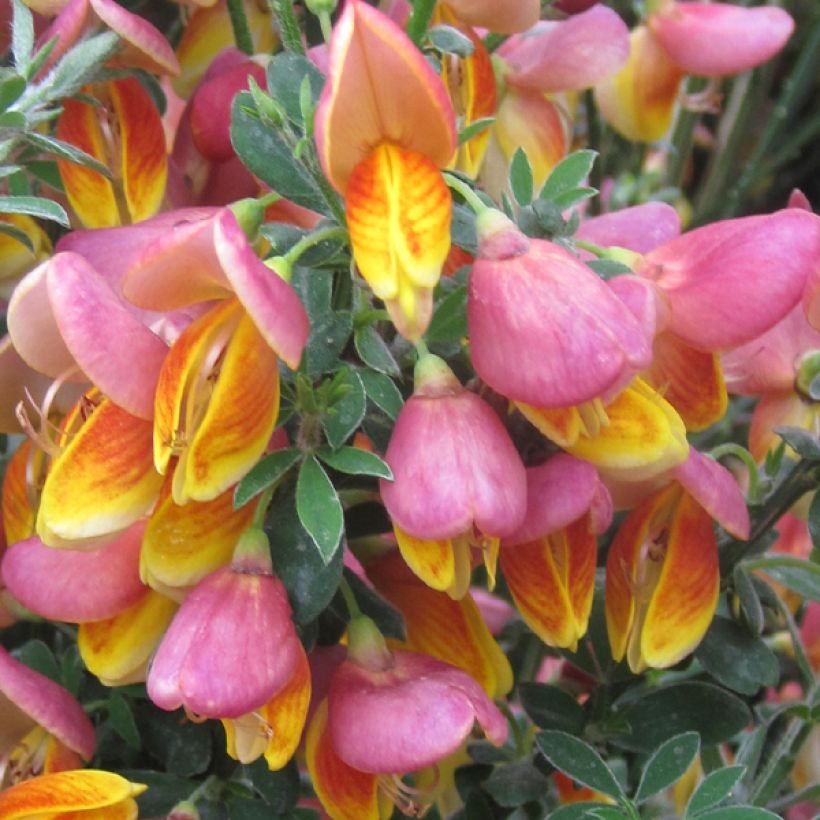 Genêt à balais - Cytisus scoparius La Coquette (Flowering)