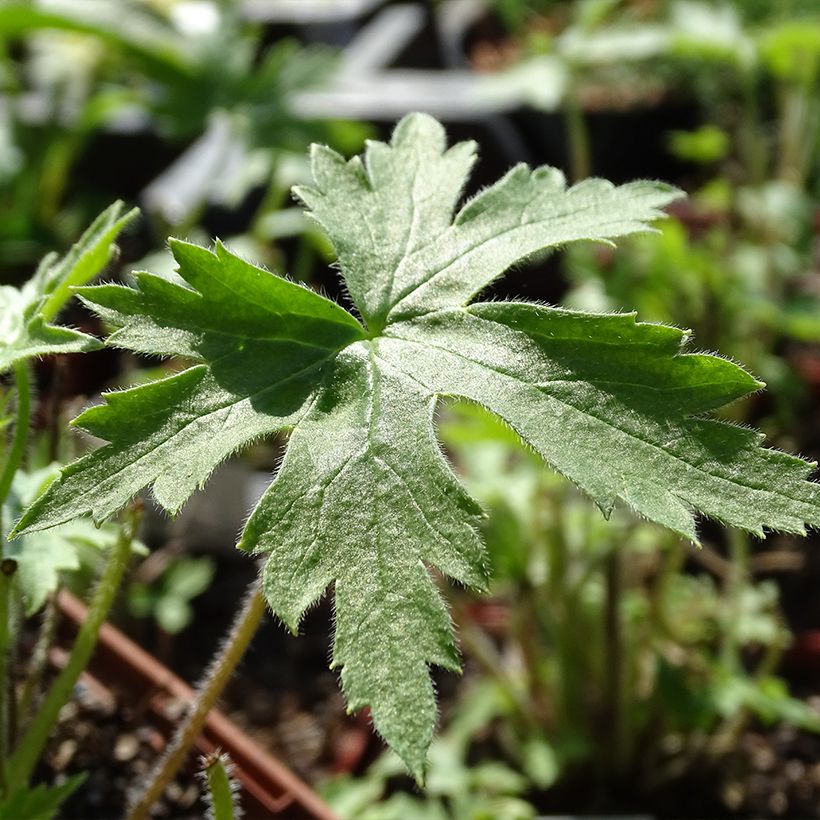 Delphinium Highlander Sweet Sensation - Pied d'Alouette vivace (Foliage)