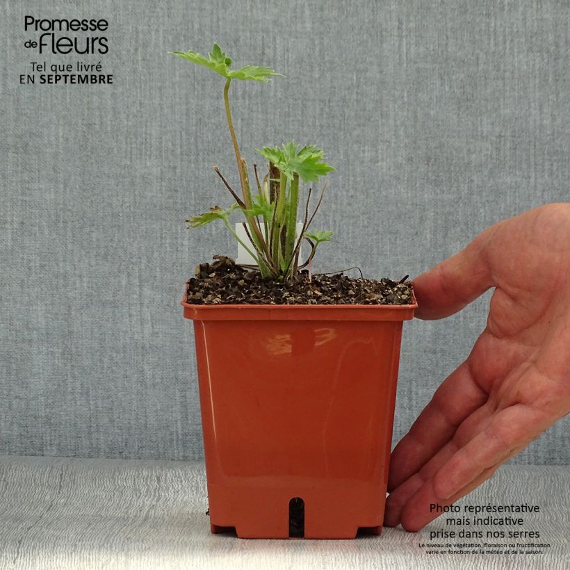 Example of Delphinium Highlander Sweet Sensation - Pied d'Alouette vivace Pot de 1L/1,5L as you get in automne