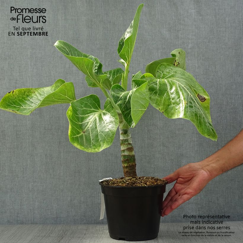 Example of Dendroseris litoralis (littoralis) - Arbre chou  Pot de 4L/5L as you get in automne