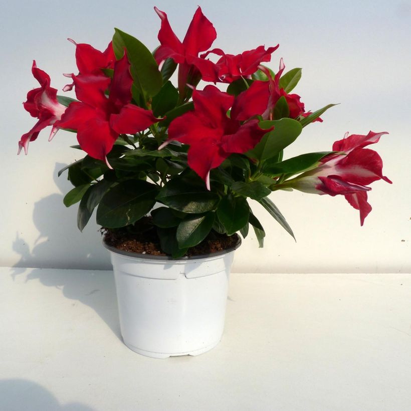 Dipladenia Diamantina Jade Red (Flowering)