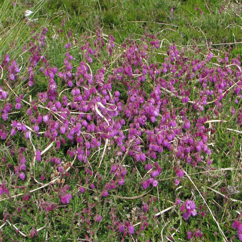 Daboecia cantabrica - Bruyère de Saint Daboec (Plant habit)