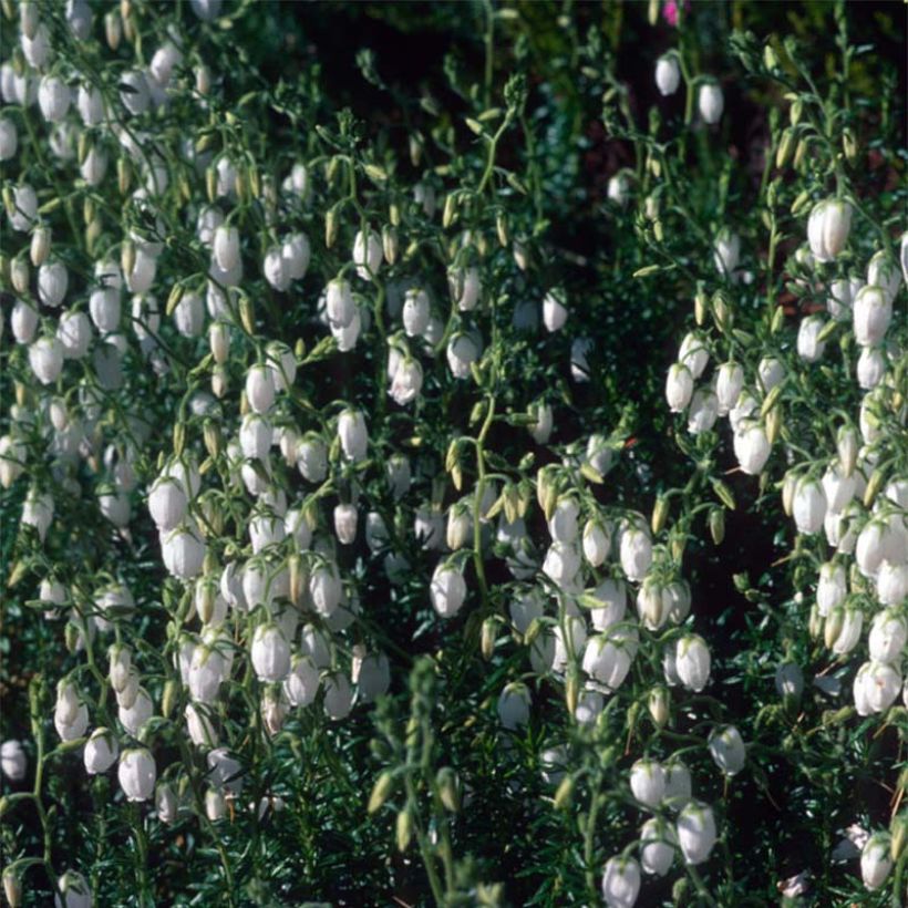 Daboecia cantabrica Alba - Bruyère de Saint Daboec blanche (Flowering)
