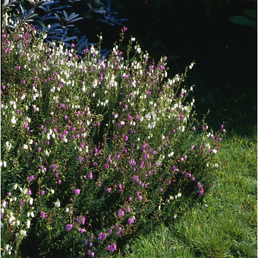 Daboecia cantabrica Globosa Pink - Bruyère de Saint Daboec (Plant habit)