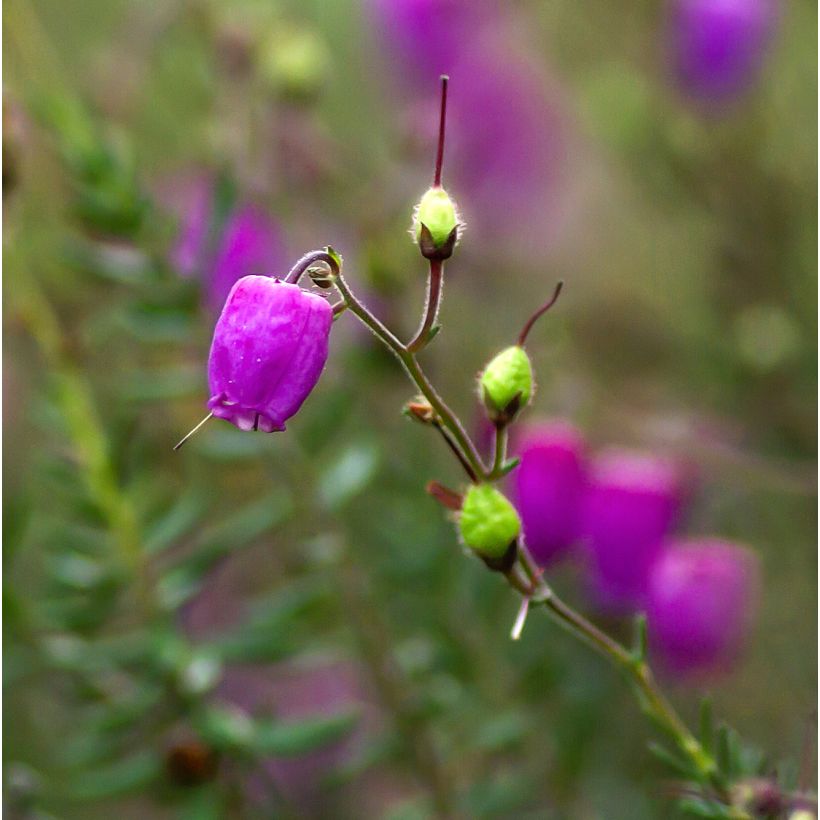Daboecia cantabrica Purpurea - Bruyère de Saint Daboec (Flowering)