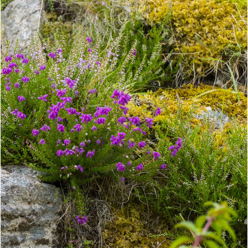 Daboecia cantabrica Purpurea - Bruyère de Saint Daboec (Plant habit)