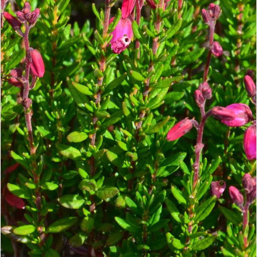 Daboecia cantabrica Waley's Red - Bruyère de Saint Daboec (Foliage)