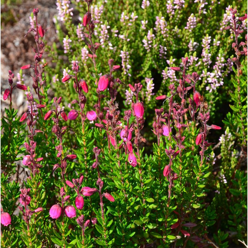 Daboecia cantabrica Waley's Red - Bruyère de Saint Daboec (Plant habit)