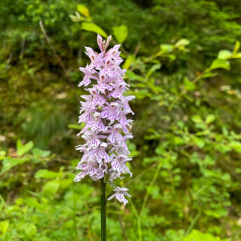 Dactylorhiza Estella G, Orchis (Flowering)