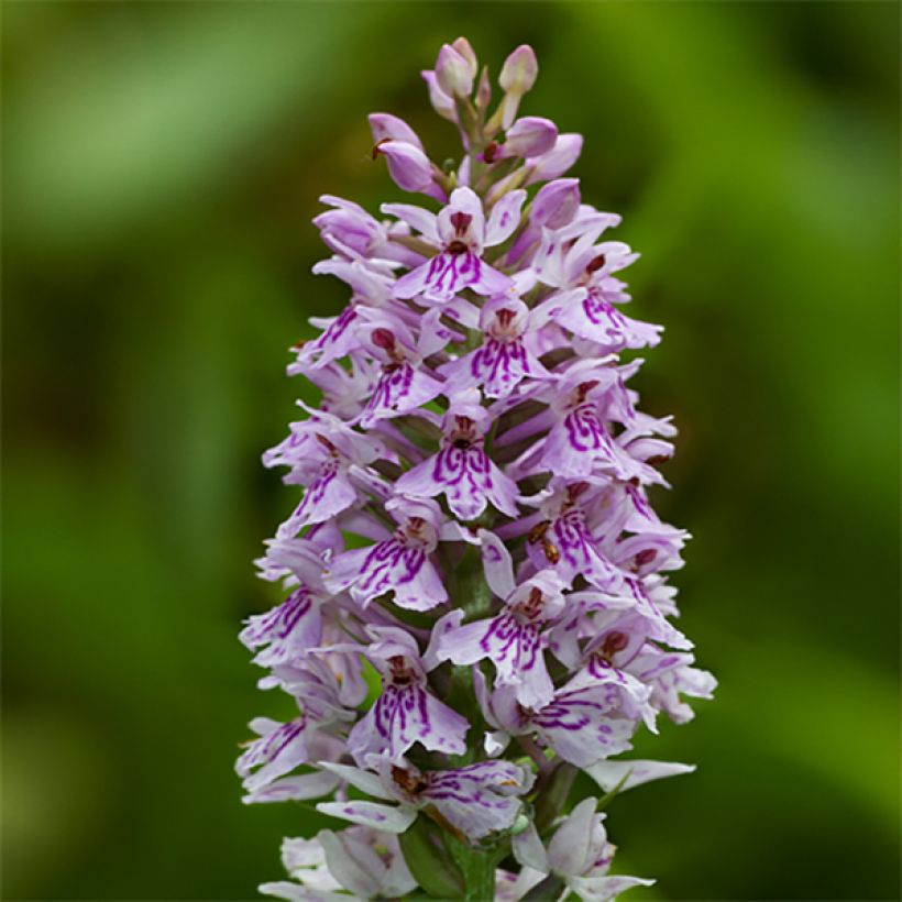 Dactylorhiza fuchsii - Orchis de Fuchs (Flowering)