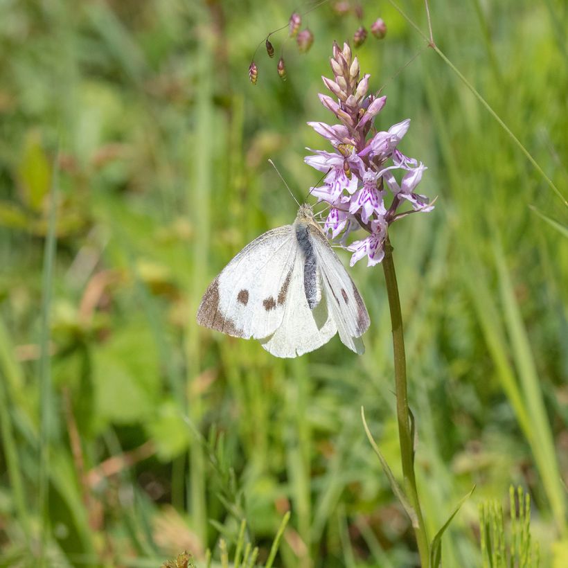 Dactylorhiza fuchsii - Orchis de Fuchs (Plant habit)